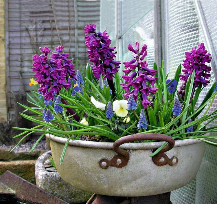 vårblommor balkonghyacinter druva hyacint pensé