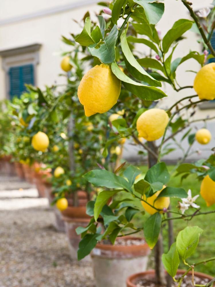 mån-kalender-2017-trädgård-tips-citronträd-frukt-träd