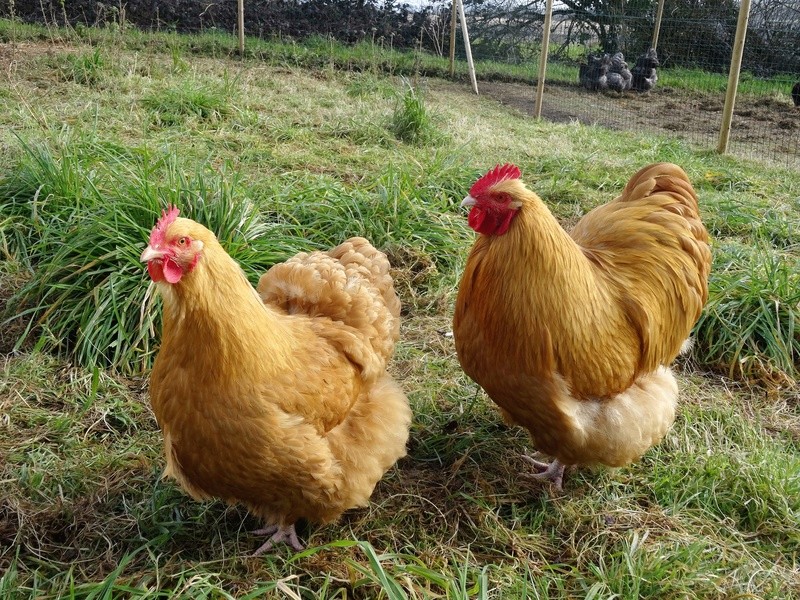 Το καλύτερο των αυγών που γεννούν φυλές κοτόπουλου