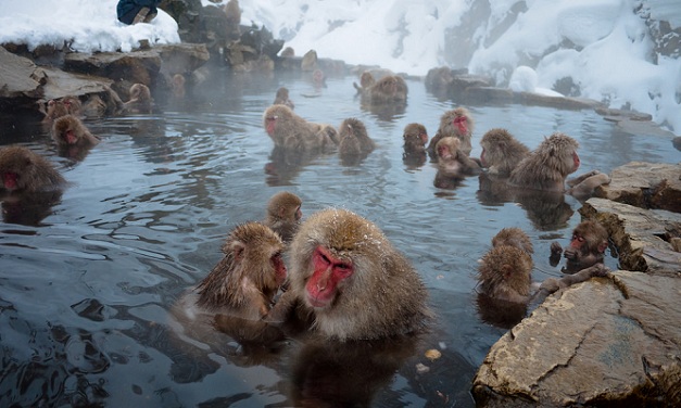 jigokudani-monkey-park_japan-τουριστικά μέρη