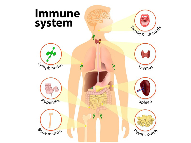 Kuinka parantaa immuunijärjestelmääsi