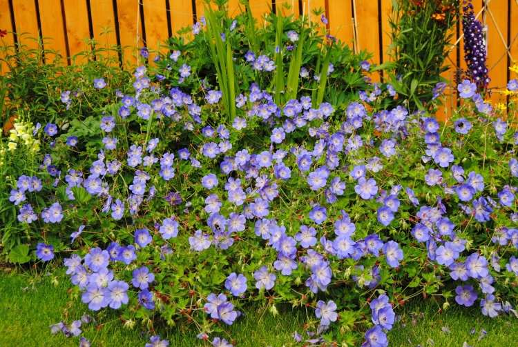 blå blommande marktäcke trädgård-Geranium-pratense-Rozanne