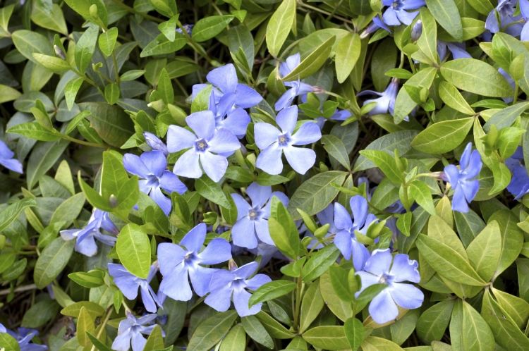 blå blommande markskydd vinca-vintergröna