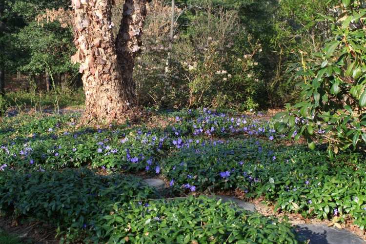blå-blommande-mark-täck-trädgård-Vinca-minor-