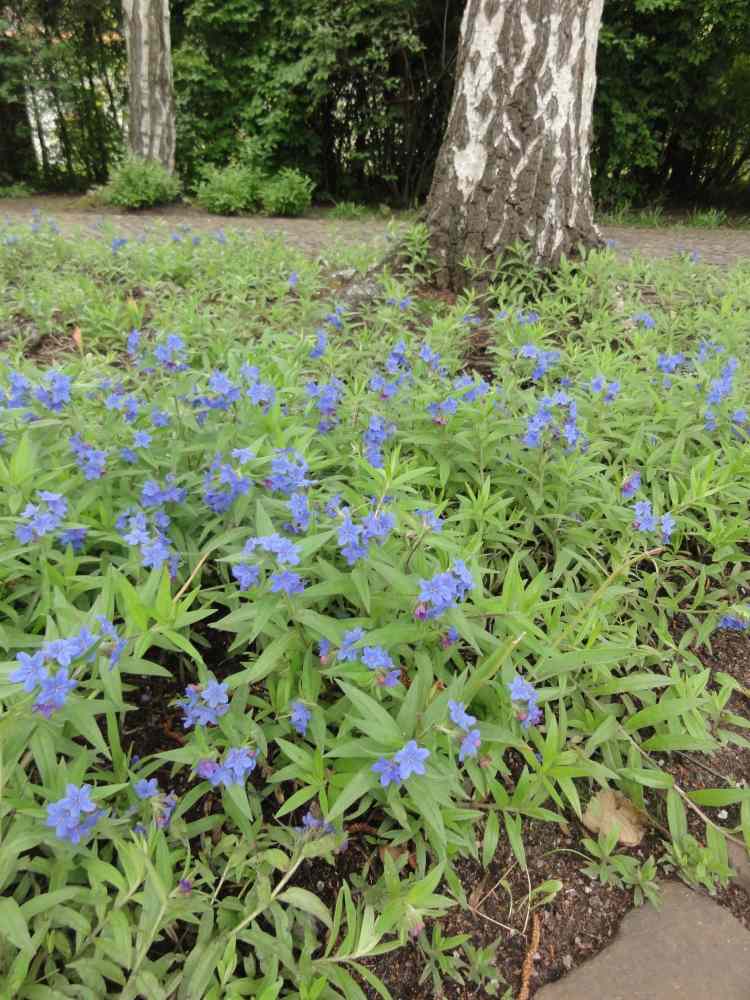blå-blommande-markskydd-blåaktig-röd-stenig-buglossoides-purpurocaeruleum