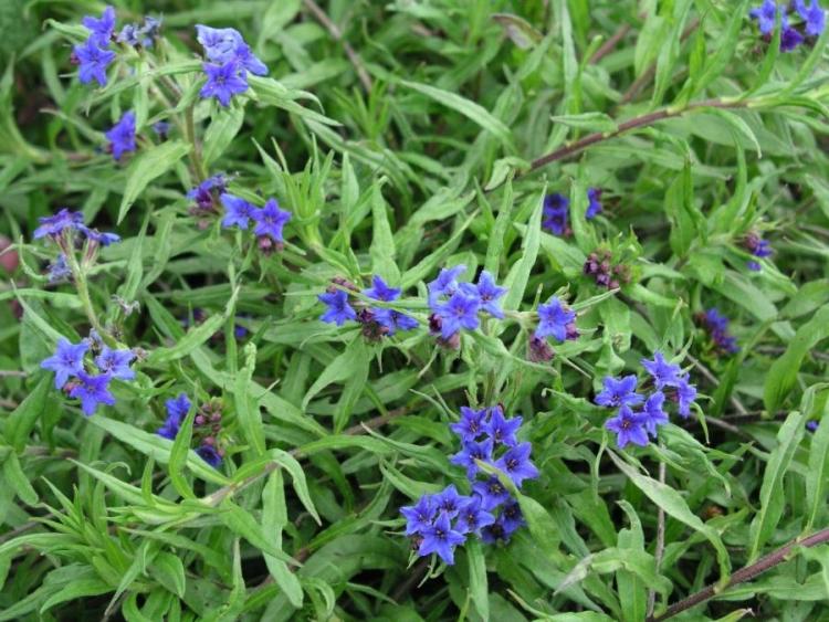 blåblommande-marktäckare-stenig-frö-Buglossoides-purpurocaerulea