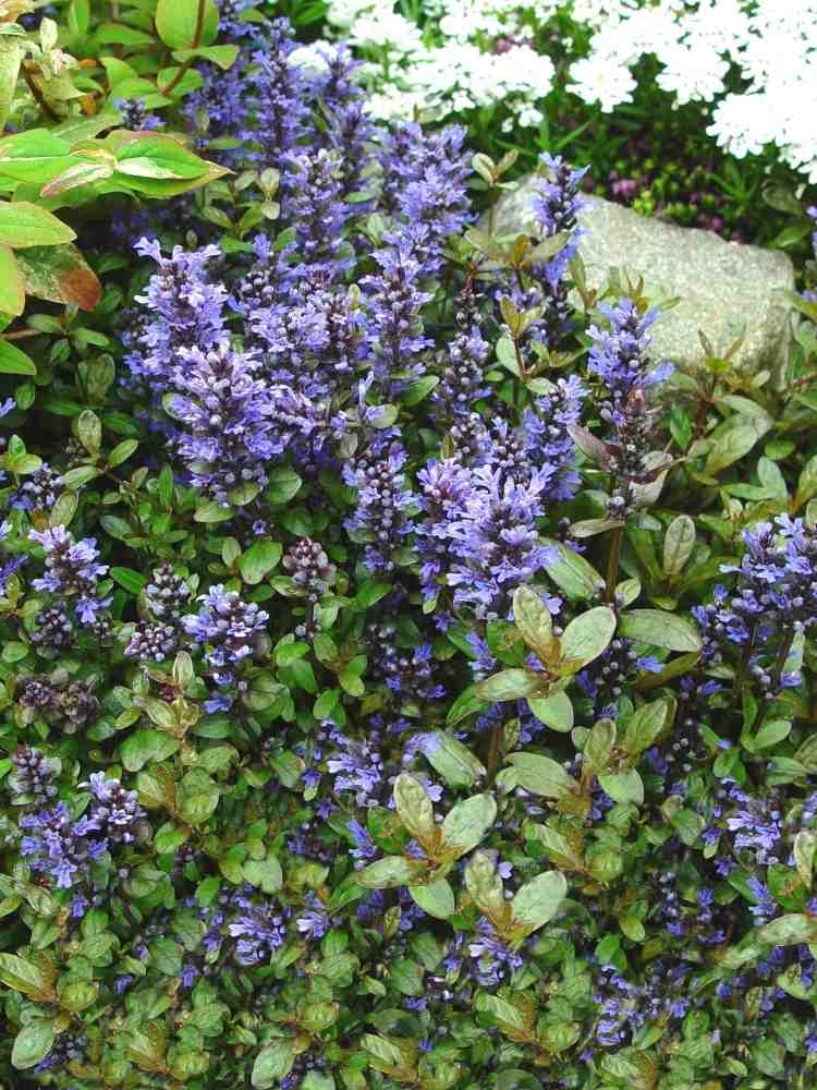 blå-blommande-mark täck-trädgård-krypande-Guensel