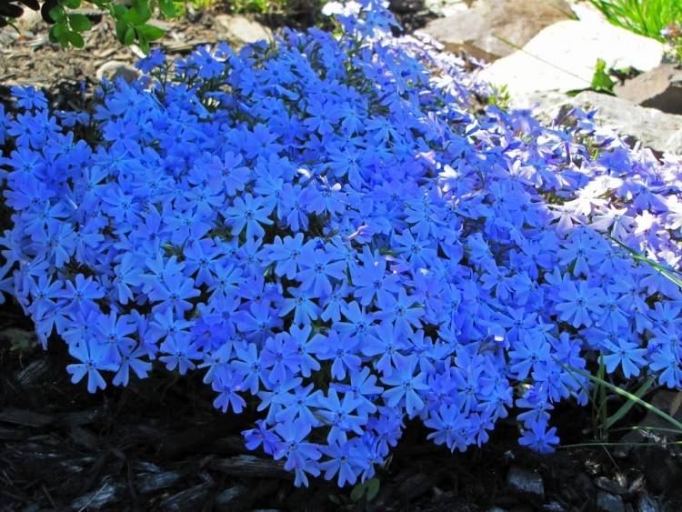 blue-blooming-groundcover-Blauer-Polsterphlox-Emerald-Blue-Phlox-subulata