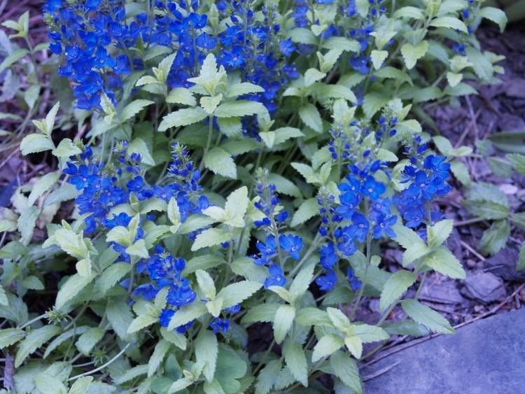 blå-blommande-mark-lock-krypande-ära-pris-Veronica-repens-solsken