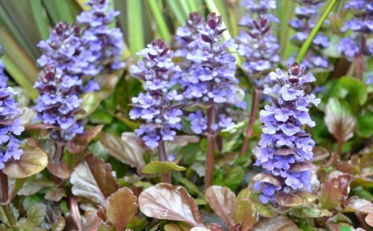 blå blommande markskydd -guensel-Ajuga-reptans-Atropurpurea