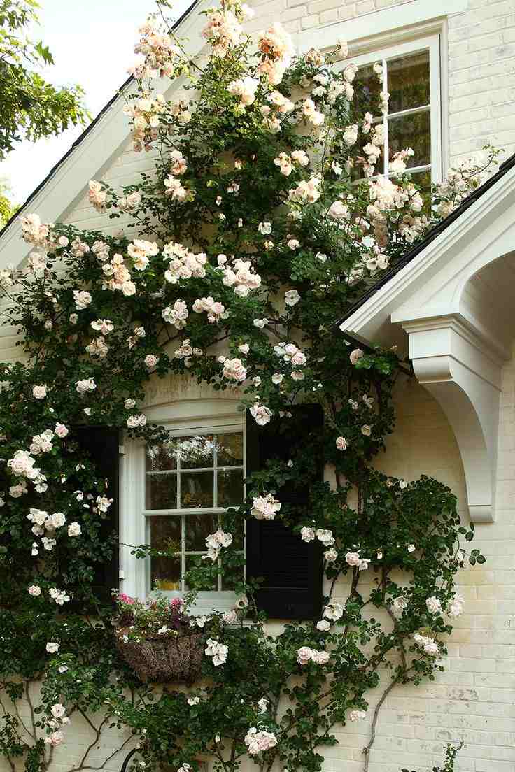 blommande klätterväxter-trädgård-krukväxter-klättring ros-vitt-hus-romantiskt-nytt-ner