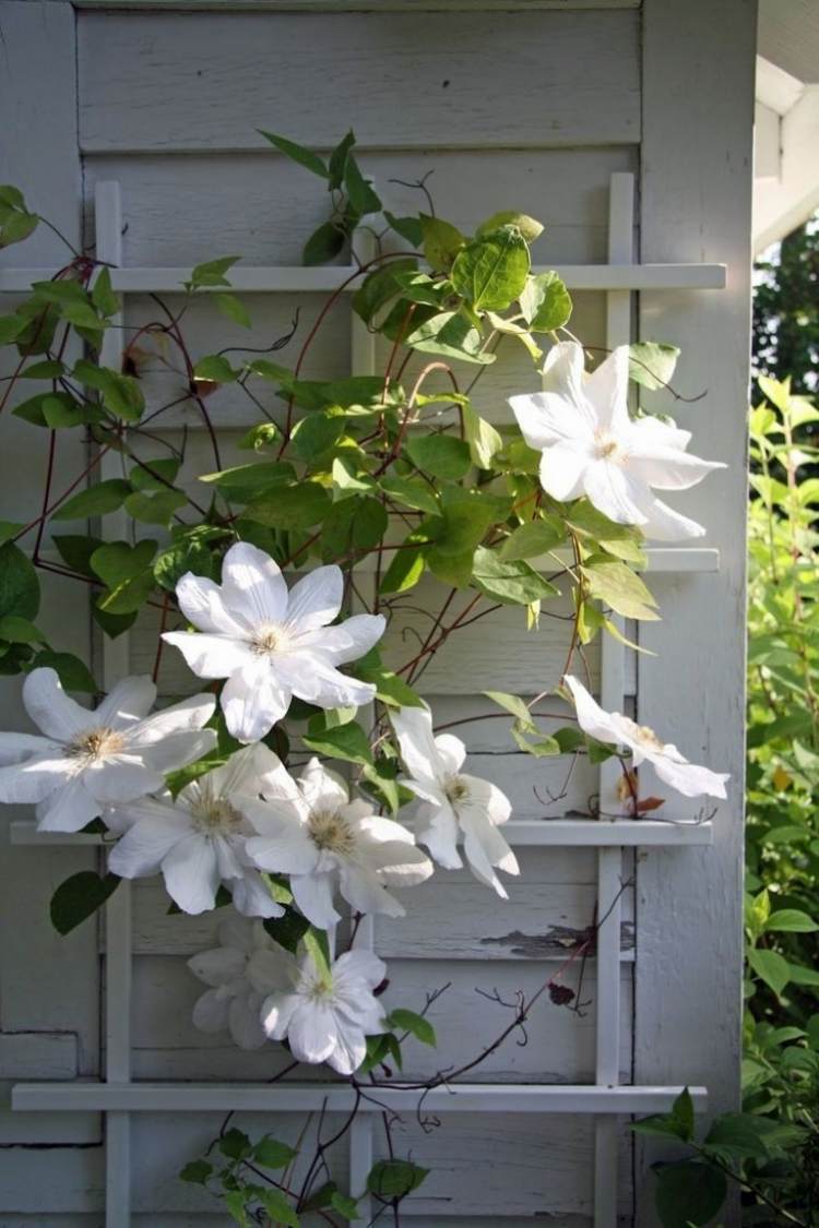 blommande klätterväxter-trädgård-krukväxt-klematis-vit-solig-blomma