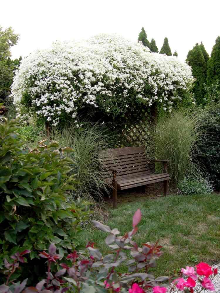 blommande klätterväxter -trädgård-pergola-vit-klematis-bänk