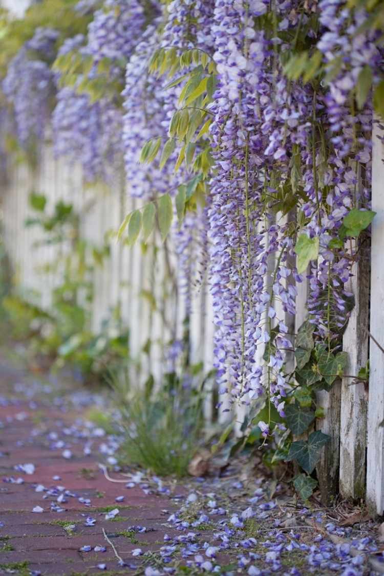 blommande-klättring-växter-trädgård-krukväxt-staket-vit-blå-regn-fantastisk