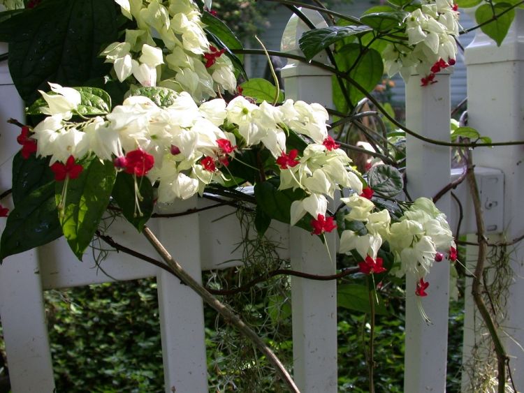 blommande-klättring-växter-trädgård-krukväxt-vit-röd-staket-klättring-mycket-buske