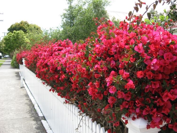 blommande-klättring-växter-trädgård-krukväxt-staket-fantastiska-röda-bougainvillea