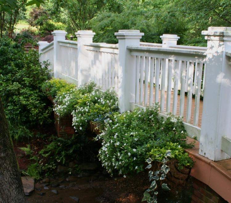 blommande-klättring-växter-trädgård-krukväxt-staket-terrass-hus-månblomma