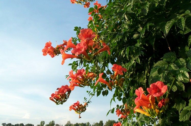 blommande-klättring-växter-trumpet-blomma-Campsis-tagliabuana
