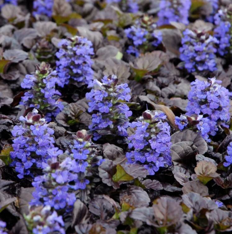 Markskyddsväxter krypande-blå-mörk-blaetter-Guensel-Ajuga-reptans-trädgård