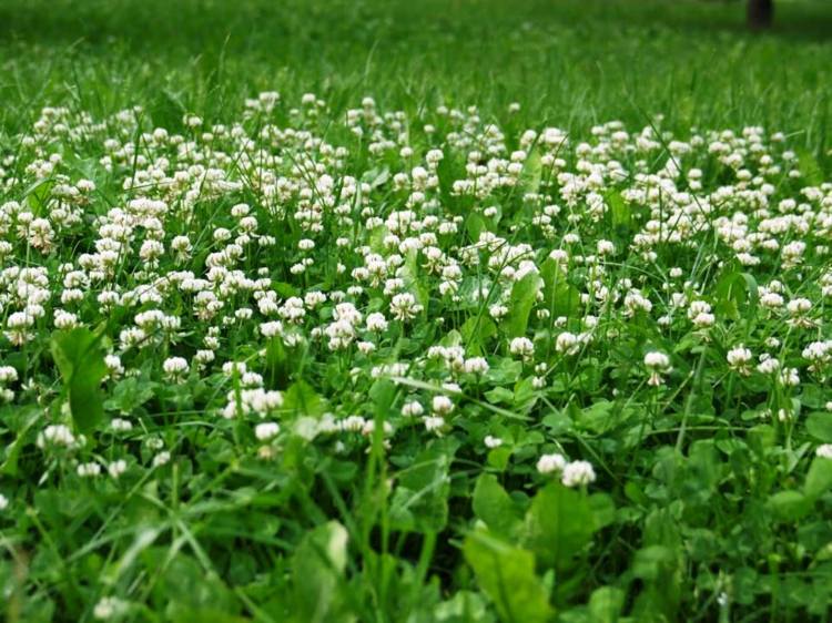 Mark-växter-vit-klöver-blommar-grön-trifolium-repens-trädgård-äng