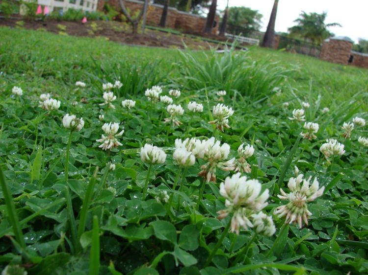 Mark-täck-vit-blommande-Trifolium-repens-vit-klöver-istället för-gräsmatta-trädgård