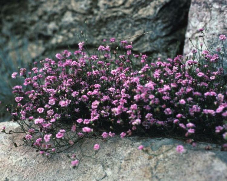 Markskyddande växter Creeping-Gipskraut-Pink-star-Gypsophila-repens-rock garden