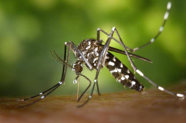 Aedes Hyttyset
