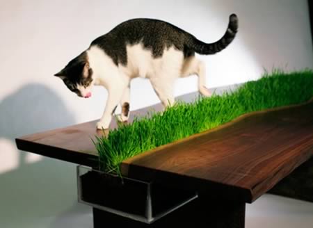 Möbler-idéer-sällskapsdjur-bord-katt-gräs