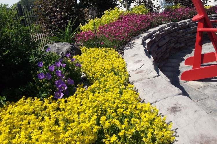 gulblommande-perenner-rock-garden-sedum-acre-hot-wallpepper-violett-dianthus