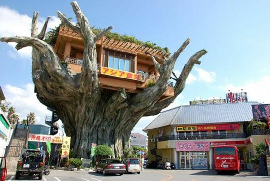 japansk-träd-hus-modern-restaurang