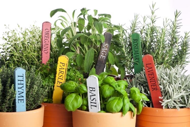 trädgård-billig-design-krydda-trädgård-kryddor-växt-kruka-lavendel-timjan-basilika-persilja-