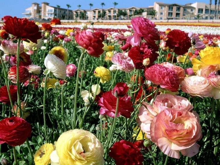 trädgård-billig-design-blommor-blomma-trädgård-färgglada-färgglada-vår-blomma-fält