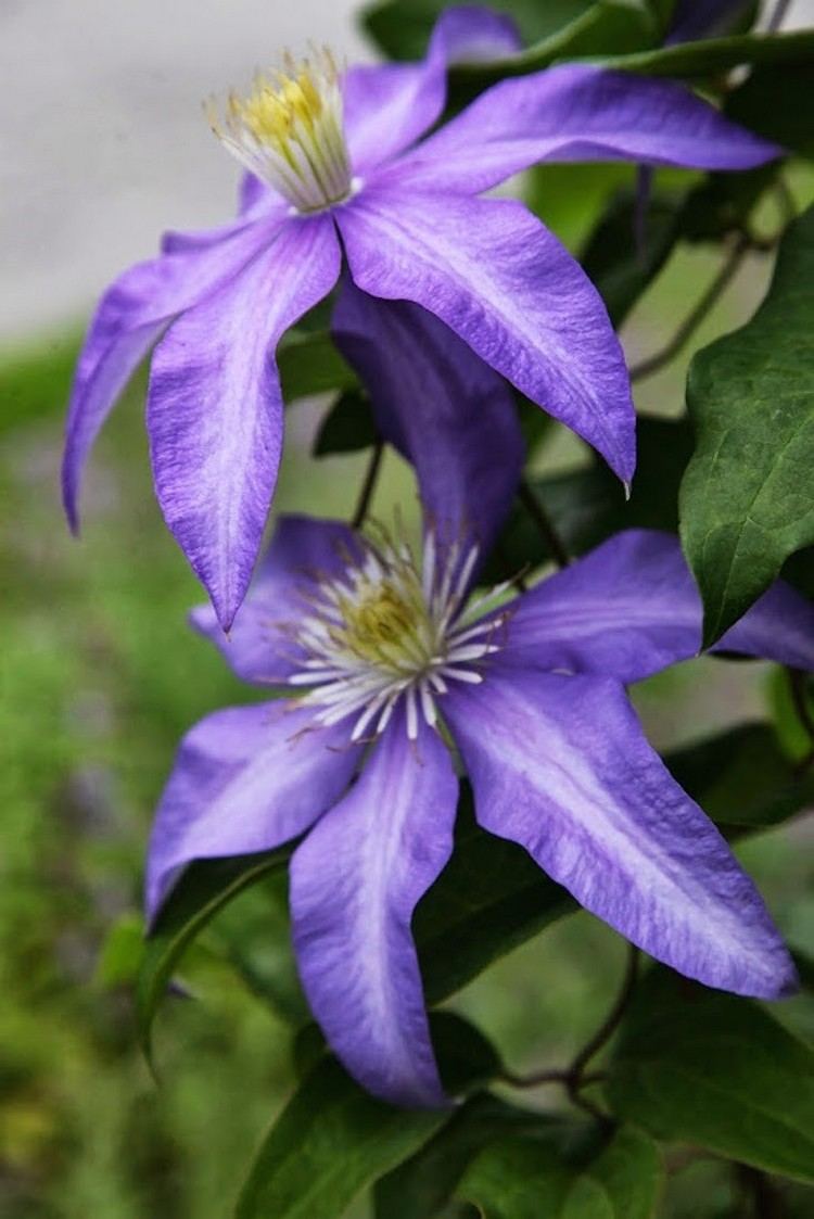 klematis-sorter-Daniel-Deronda-blå-violett-blommor-gula-ståndare