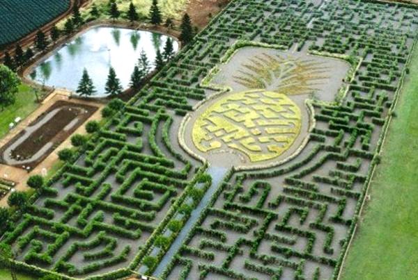 Maze och labyrinter hawaii växter