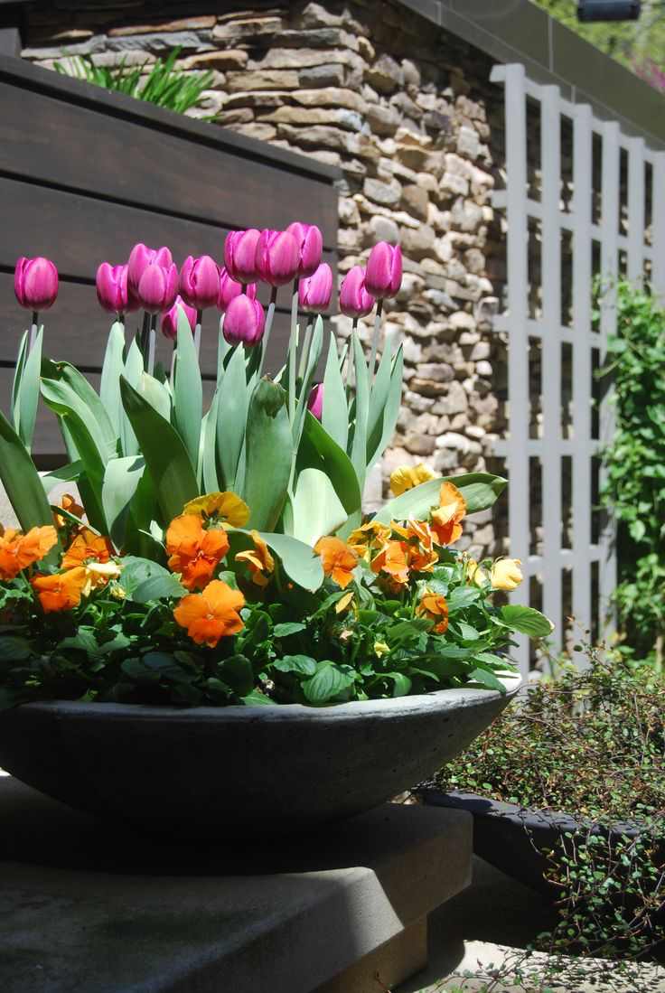 tips-trädgård-design-tulpaner-rosa-planter-skål-trädgård