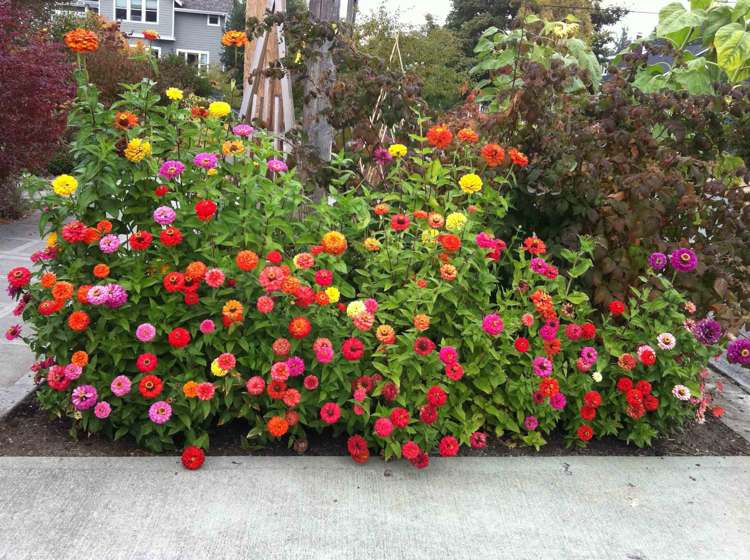 tips-trädgård-design-dahlior-blandade-färgade