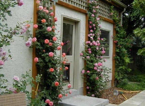 trädgården hus entré klättring rosor trädgård idéer växter blommar