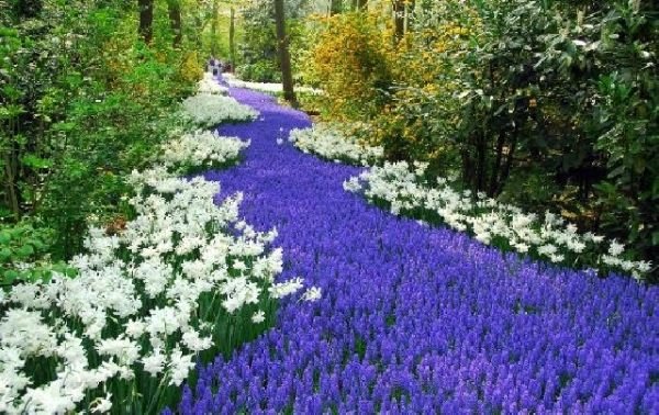 Trädgårdsdesign rabatt för att skapa flod av blå och vita blommor