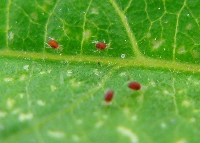 tips växtvård hemhjälpmedel acari kvalster röda små spindlar