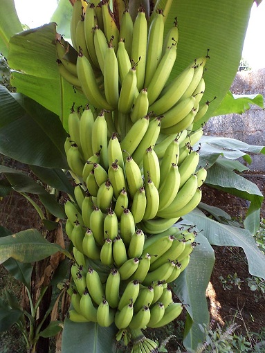 banaanikuvatyypit