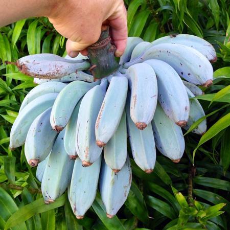 banaanilajikkeita