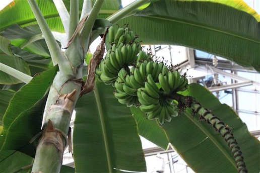 banaanityypit nimillä