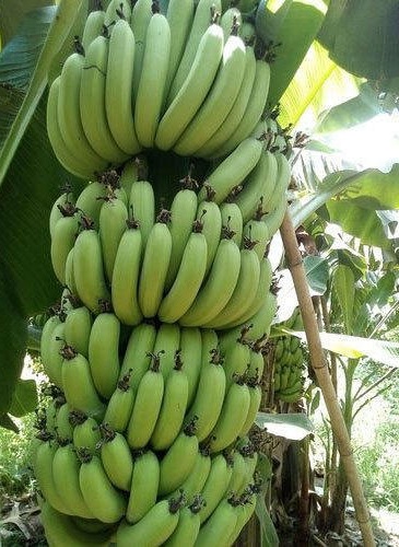 banaanilajien nimet
