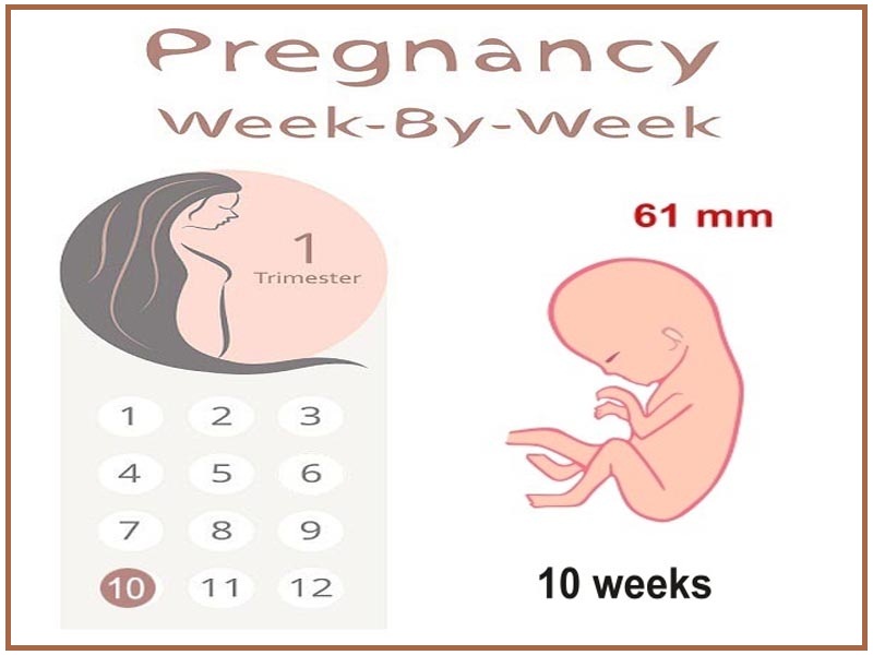 10 viikkoa raskaana