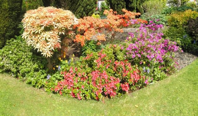 färgglada blomma yta växter färska vackra många färger glädje