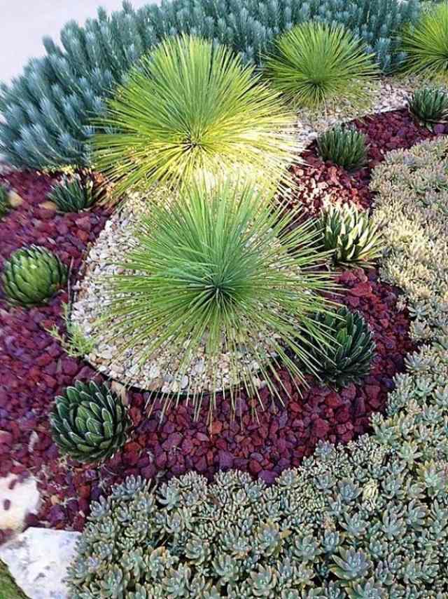 Trädgårdsdesign-med-böjda-säng-former-magnifika fleråriga-succulenter
