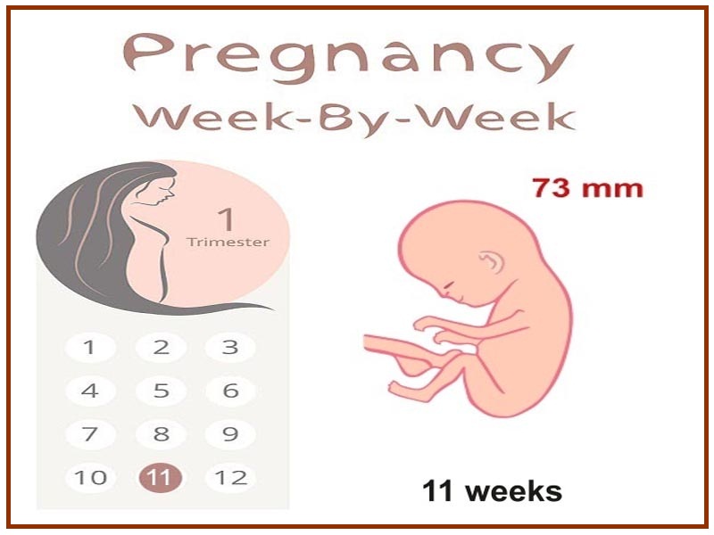 έντεκα εβδομάδων έγκυος