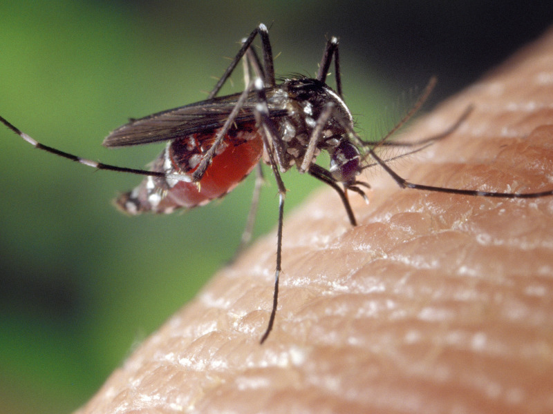 Σπιτικές θεραπείες για τσιμπήματα κουνουπιών
