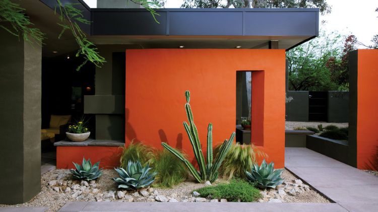 kaktus-succulenter-idéer-trädgårdsarbete-lättskött-bakgrund-vägg