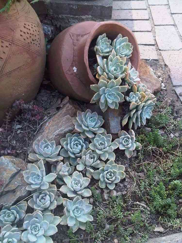 kaktus-succulenter-idéer-trädgårdsdesign-lättskött-flödande-vatten
